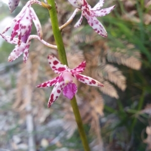 Dipodium variegatum at Jervis Bay, JBT - 21 Dec 2021