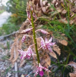 Dipodium variegatum at Jervis Bay, JBT - suppressed