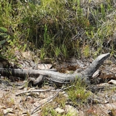 Varanus rosenbergi (Heath or Rosenberg's Monitor) at Rendezvous Creek, ACT - 25 Dec 2021 by LesleyMoore