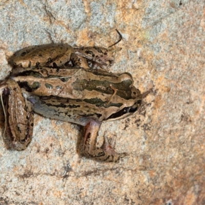 Limnodynastes peronii (Brown-striped Frog) at Macgregor, ACT - 27 Dec 2021 by Roger
