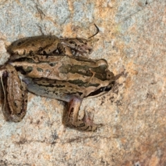 Limnodynastes peronii (Brown-striped Frog) at Macgregor, ACT - 27 Dec 2021 by Roger