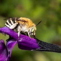 Amegilla (Zonamegilla) asserta (Blue Banded Bee) at Macgregor, ACT - 27 Dec 2021 by Roger