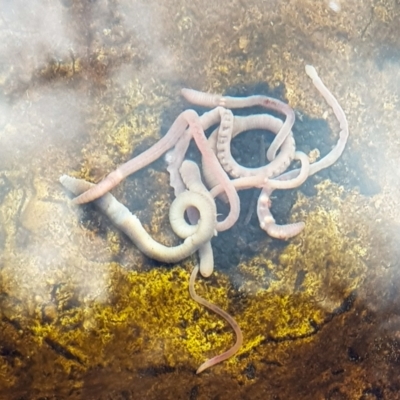 Oligochaeta (class) (Unidentified earthworm) at Morton National Park - 28 Mar 2021 by janddkelly
