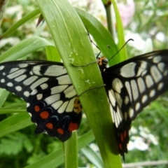 Papilio anactus (Dainty Swallowtail) at QPRC LGA - 26 Dec 2021 by Paul4K