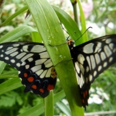 Papilio anactus (Dainty Swallowtail) at Queanbeyan, NSW - 26 Dec 2021 by Paul4K