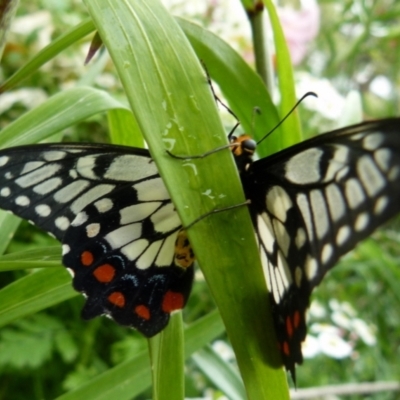 Papilio anactus (Dainty Swallowtail) at Queanbeyan, NSW - 26 Dec 2021 by Paul4K