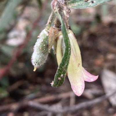 Billardiera scandens (Hairy Apple Berry) at QPRC LGA - 27 Dec 2021 by Safarigirl