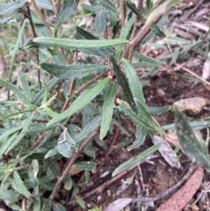 Billardiera scandens at Burra, NSW - 27 Dec 2021 12:42 PM