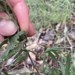 Billardiera scandens at Burra, NSW - 27 Dec 2021 12:42 PM