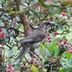 Anthochaera carunculata (Red Wattlebird) at Symonston, ACT - 26 Dec 2021 by CallumBraeRuralProperty