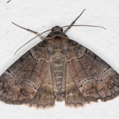 Dysbatus undescribed species (A Line-moth) at Melba, ACT - 22 Oct 2021 by kasiaaus