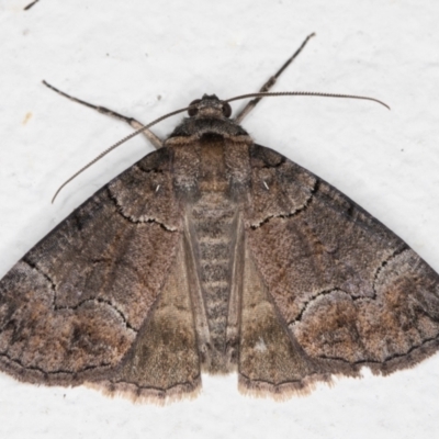 Dysbatus undescribed species (A Line-moth) at Melba, ACT - 22 Oct 2021 by kasiaaus