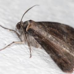 Dysbatus undescribed species at Melba, ACT - 23 Oct 2021