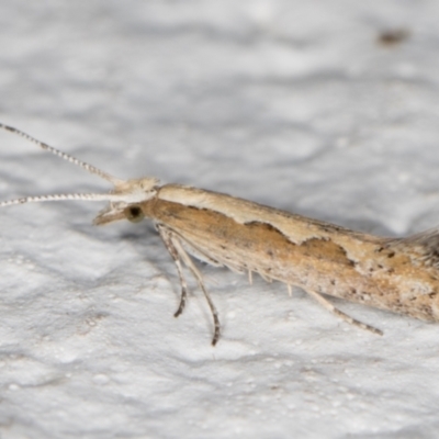 Plutella xylostella (Diamondback Moth) at Melba, ACT - 23 Oct 2021 by kasiaaus