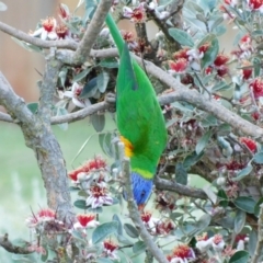 Trichoglossus moluccanus (Rainbow Lorikeet) at Symonston, ACT - 23 Dec 2021 by CallumBraeRuralProperty