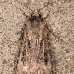 Agrotis munda (Brown Cutworm) at Melba, ACT - 23 Oct 2021 by kasiaaus