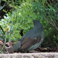 Ptilonorhynchus violaceus (Satin Bowerbird) at Kambah, ACT - 25 Dec 2021 by stickatek