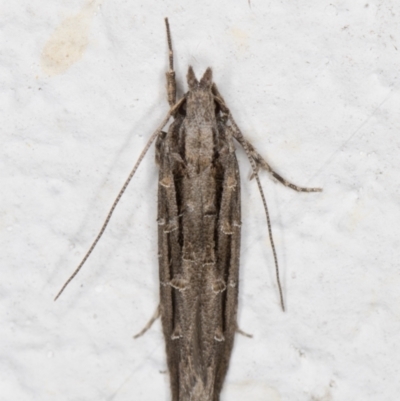 Leptozestis and Trachydora (genera) (A cosmet moth) at Melba, ACT - 23 Oct 2021 by kasiaaus