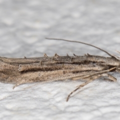 Leptozestis and Trachydora (genera) at Melba, ACT - 23 Oct 2021 07:27 PM