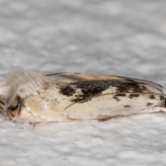 Erechthias mystacinella at Melba, ACT - 23 Oct 2021 07:29 PM