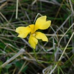 Goodenia pinnatifida (Scrambled Eggs) at Jerrabomberra, ACT - 29 Nov 2021 by CallumBraeRuralProperty