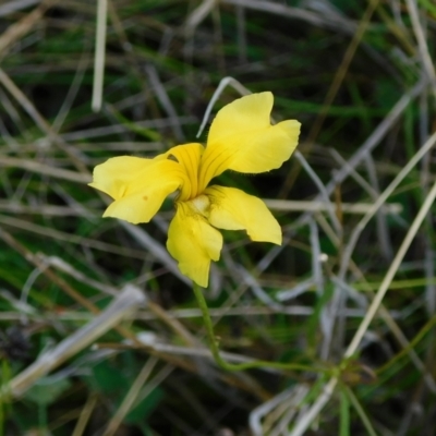 Goodenia pinnatifida (Scrambled Eggs) at Jerrabomberra, ACT - 29 Nov 2021 by CallumBraeRuralProperty