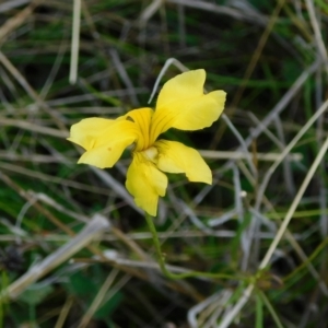 Goodenia pinnatifida at Jerrabomberra, ACT - 29 Nov 2021