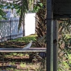 Cacatua galerita (Sulphur-crested Cockatoo) at Wellington, NSW - 25 Dec 2021 by Darcy