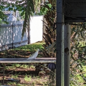 Cacatua galerita at Wellington, NSW - suppressed