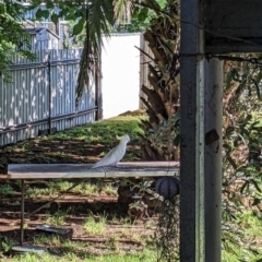 Cacatua galerita at Wellington, NSW - 25 Dec 2021