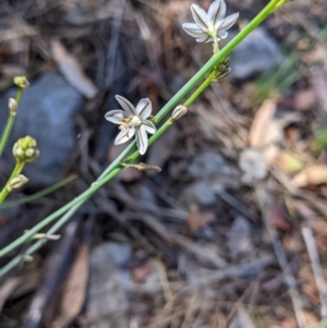 Asphodelus fistulosus at Apsley, NSW - 27 Dec 2021