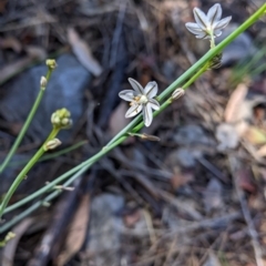 Asphodelus fistulosus at Apsley, NSW - 27 Dec 2021