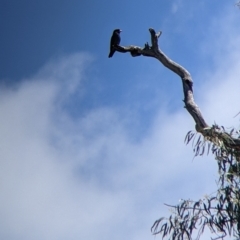 Eurystomus orientalis (Dollarbird) at Apsley, NSW - 27 Dec 2021 by Darcy