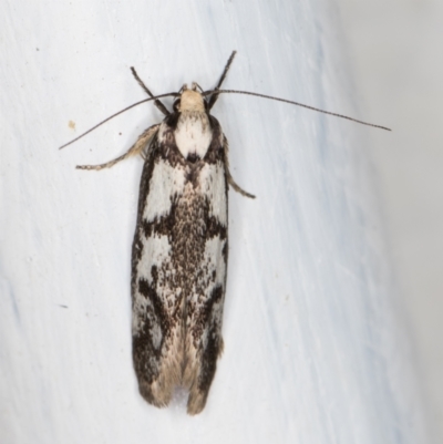 Eusemocosma pruinosa (Philobota Group Concealer Moth) at Melba, ACT - 23 Oct 2021 by kasiaaus