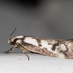 Eusemocosma pruinosa at Melba, ACT - 23 Oct 2021