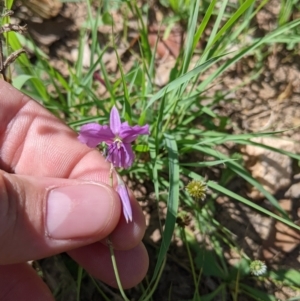 Arthropodium fimbriatum at Yarragal, NSW - suppressed