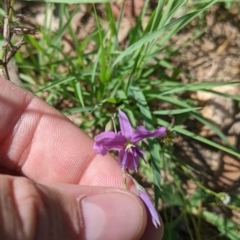 Arthropodium fimbriatum at Yarragal, NSW - suppressed