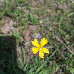 Goodenia sp. at Yarragal, NSW - suppressed