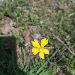 Goodenia sp. at Yarragal, NSW - suppressed