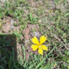 Goodenia sp. at Yarragal, NSW - 26 Dec 2021