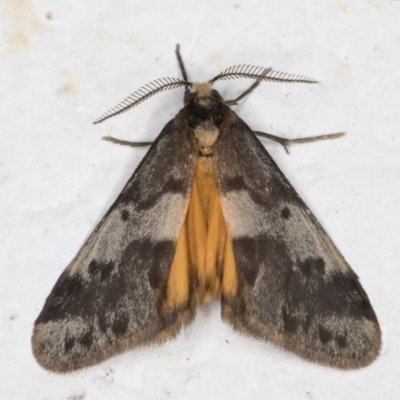 Anestia (genus) (A tiger moth) at Melba, ACT - 23 Oct 2021 by kasiaaus