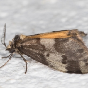 Anestia (genus) at Melba, ACT - 23 Oct 2021 07:39 PM