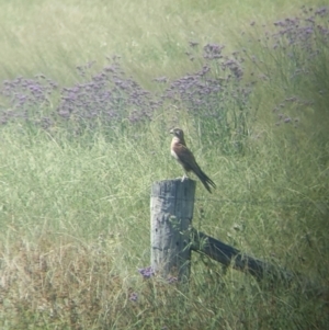 Falco berigora at Yarragal, NSW - 26 Dec 2021