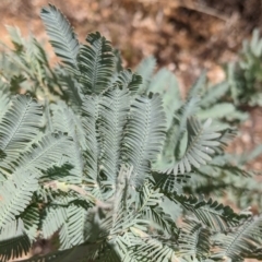 Acacia baileyana at Lake Burrendong, NSW - 27 Dec 2021