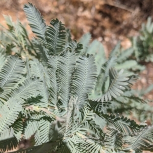 Acacia baileyana at Lake Burrendong, NSW - 27 Dec 2021