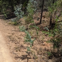 Acacia baileyana at Lake Burrendong, NSW - 27 Dec 2021 01:17 PM
