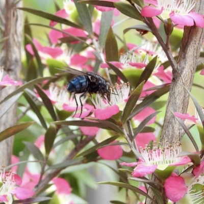 Calliphora vicina (European bluebottle) at Burradoo - 25 Dec 2021 by GlossyGal