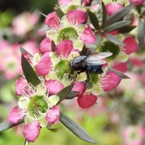 Calliphora vicina at Burradoo, NSW - 25 Dec 2021