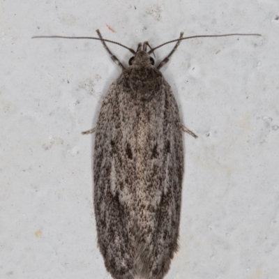 Chezala privatella (A Concealer moth) at Melba, ACT - 23 Oct 2021 by kasiaaus