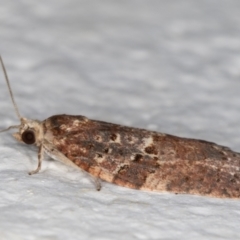 Epiphyas ashworthana (Ashworth's Tortrix) at Melba, ACT - 23 Oct 2021 by kasiaaus